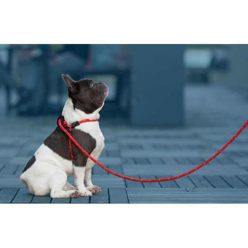 Harness Lead Dog Harness - Nail Gallerys