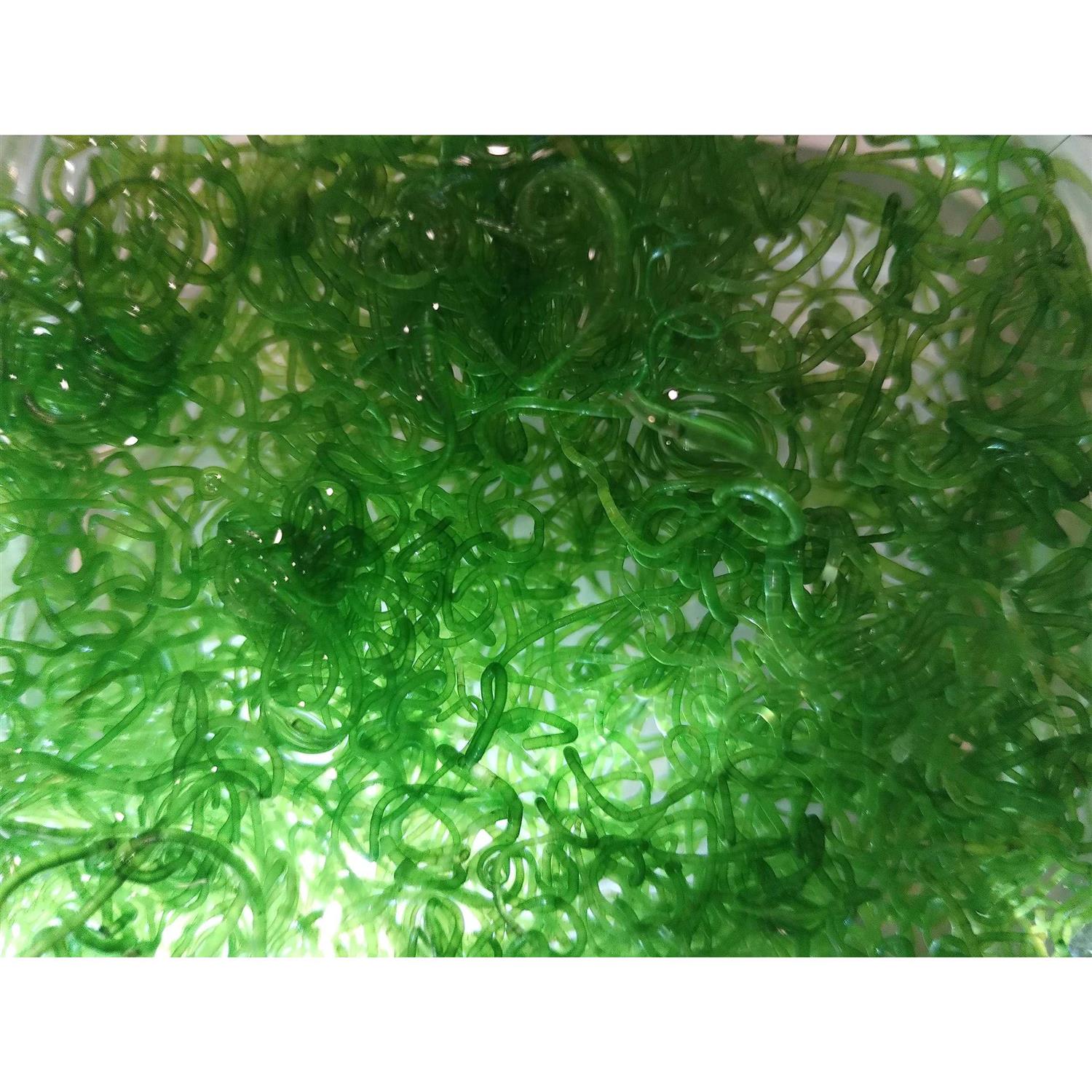 Shore Aquatic Super Clean Chaeto - Nail Gallerys