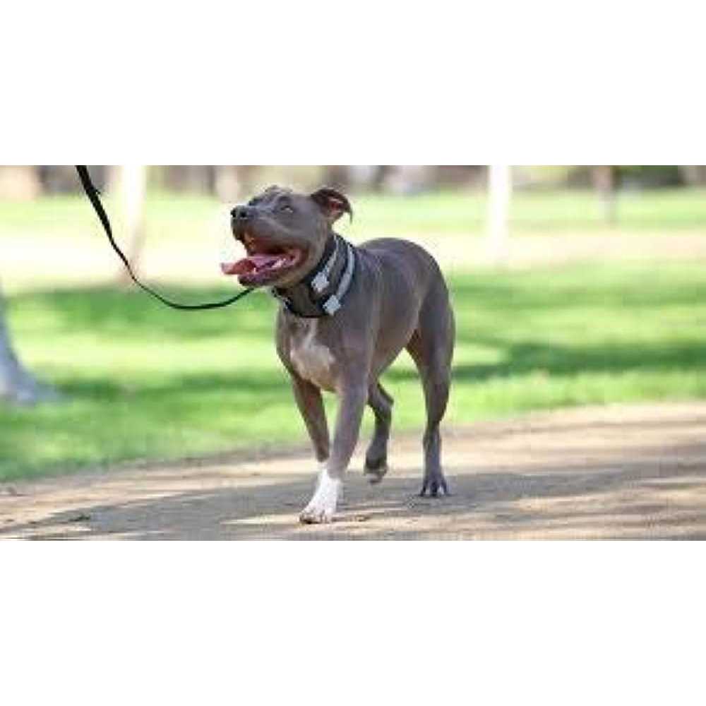 Cesar Millan Pack Leader Collar Training Collar of the Dog Whisperer - Nail Gallerys