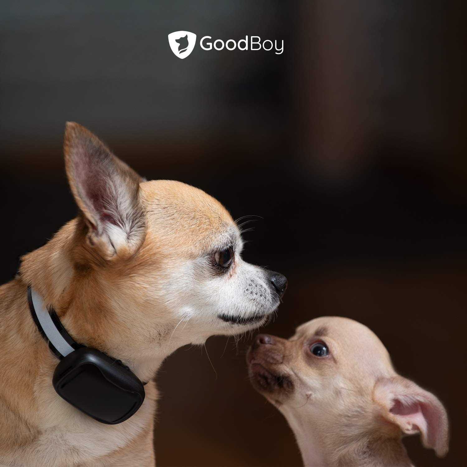 GoodBoy Mini No Shock Remote Collar for Dogs with Beep and Vibration Modes for Pet Behaviour Training - Nail Gallerys