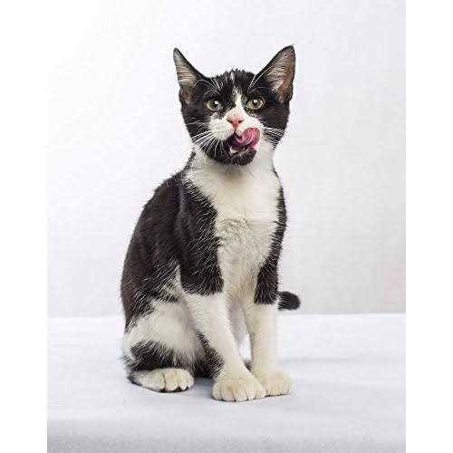 Nulo Freestyle Turkey & Duck Recipe Grain-Free Dry Cat & Kitten Food - Nail Gallerys