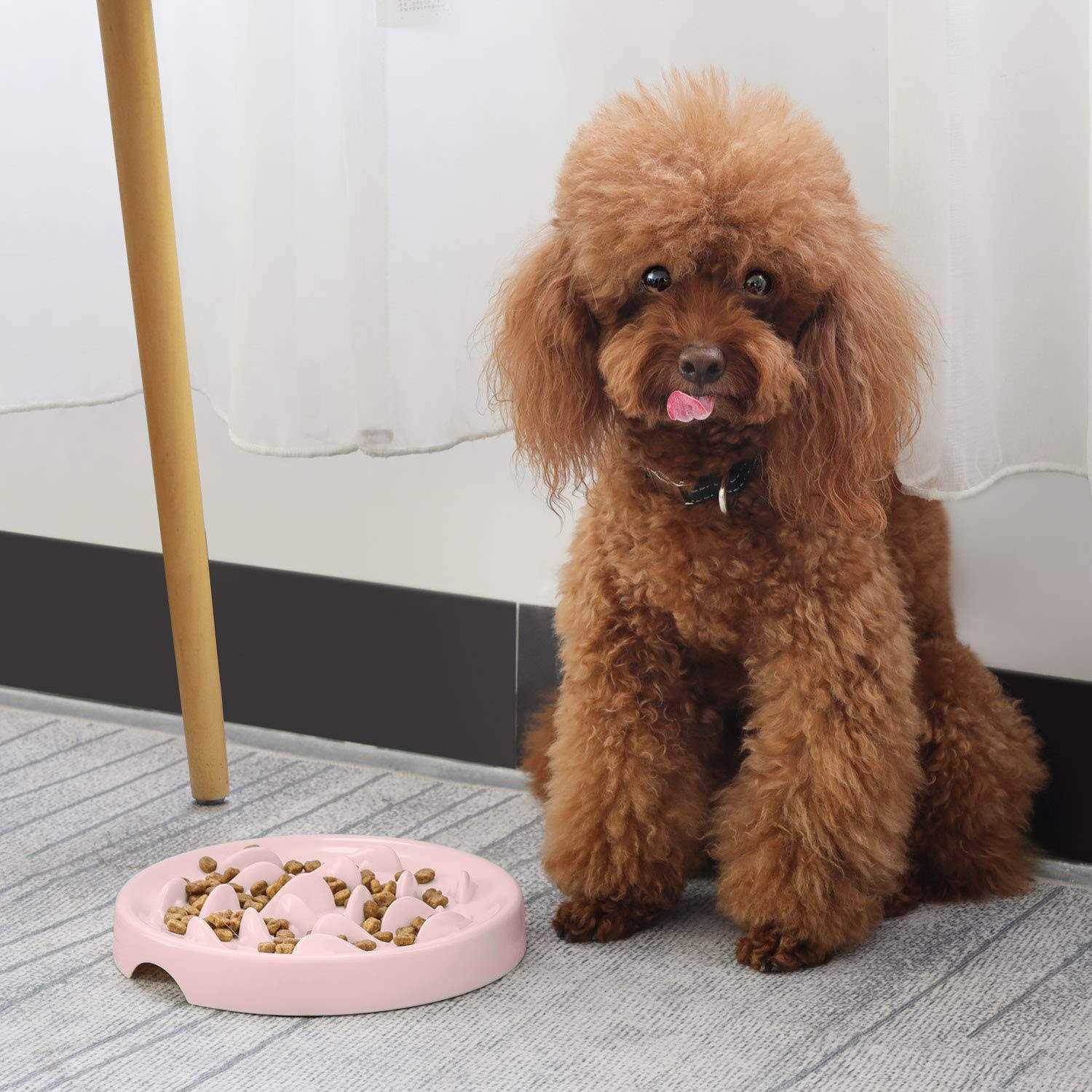 Slow Feeder Bowl for Cats and Small Dogs,Cilkus Fish Pool Design - Nail Gallerys