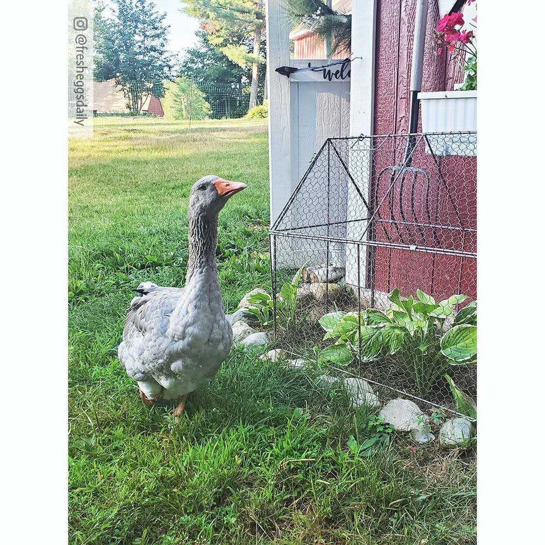 Chicken Wire Crop Coop - Nail Gallerys