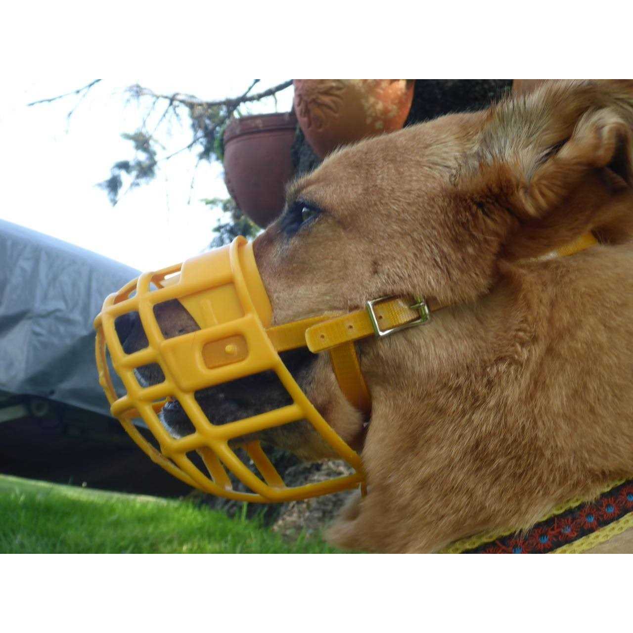 Birdwell Enterprises Plastic Dog Muzzle with Adjustable Plastic Coated Nylon Headstall - Nail Gallerys