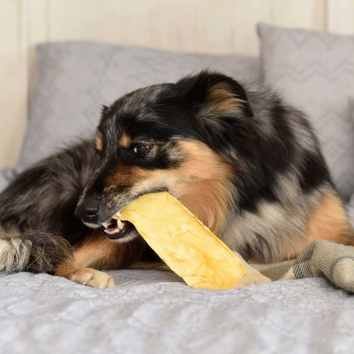 Purina Veterinary Diets Dental Chewz Dog Treats - Nail Gallerys