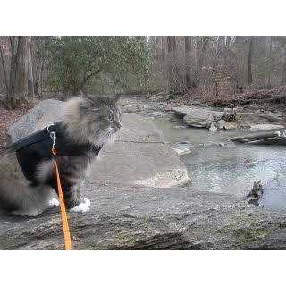 Kitty Holster Cat Harness - Nail Gallerys