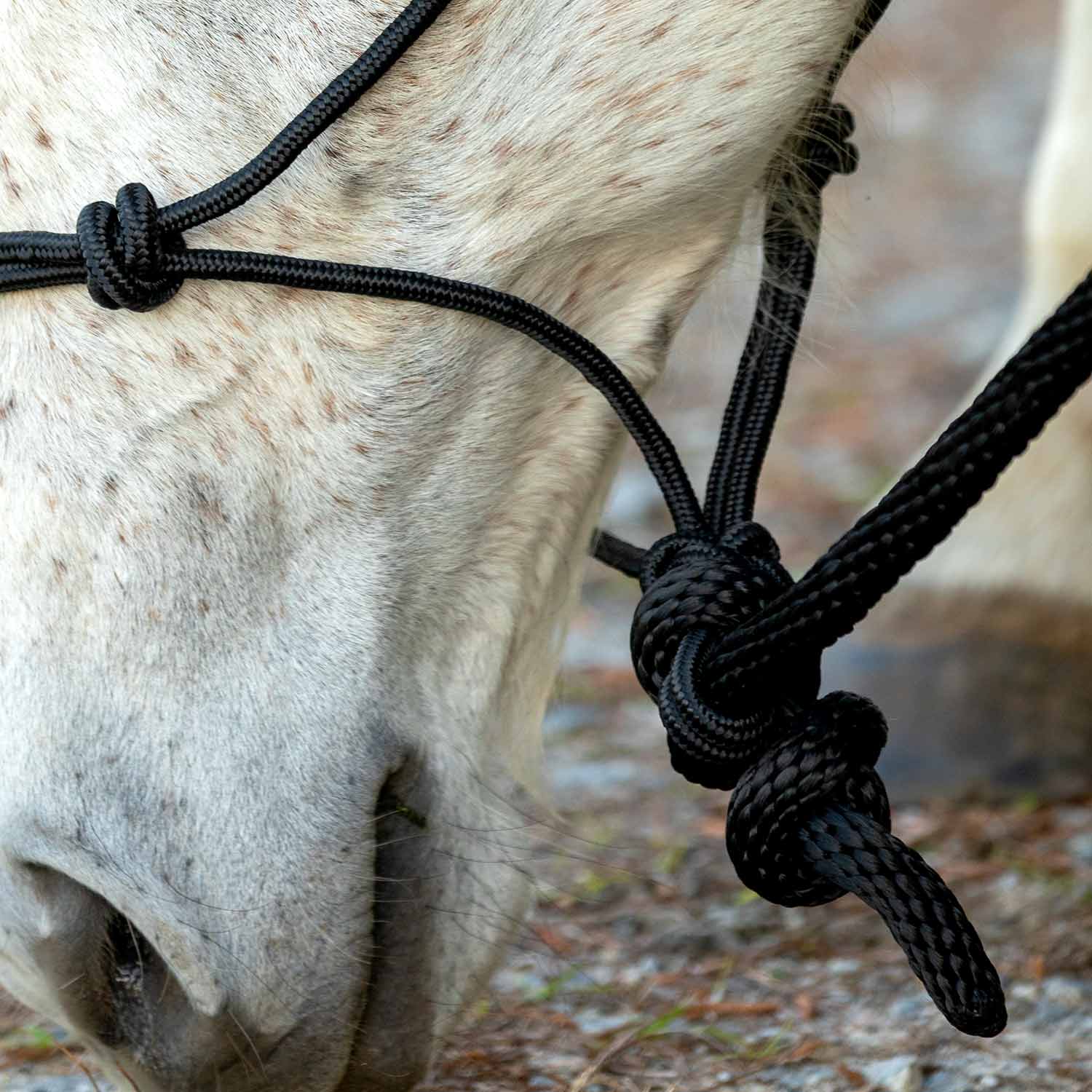 Poly Braided Rope Horse Halter with Lead - Nail Gallerys