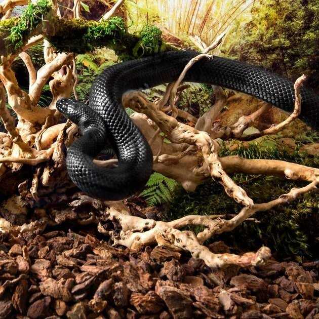 Galapagos Spider Wood - Nail Gallerys