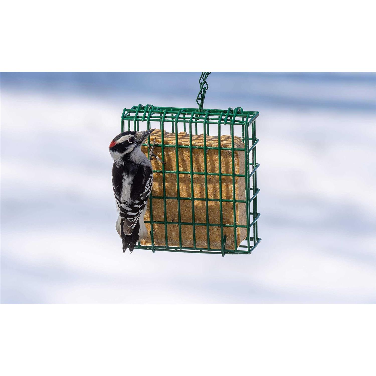 C&S Woodpecker Delight No-Melt Suet Dough - Nail Gallerys