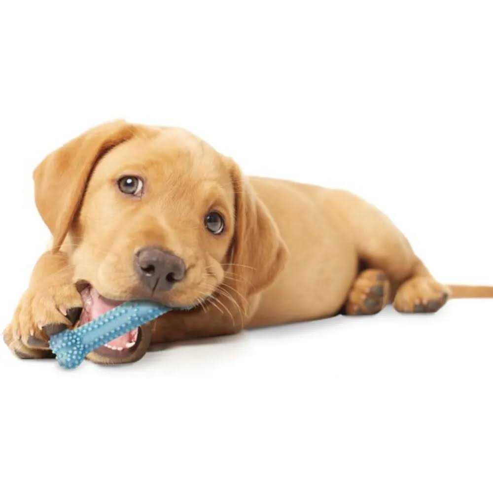 Nylabone Puppy Dental Chew Toy - Nail Gallerys