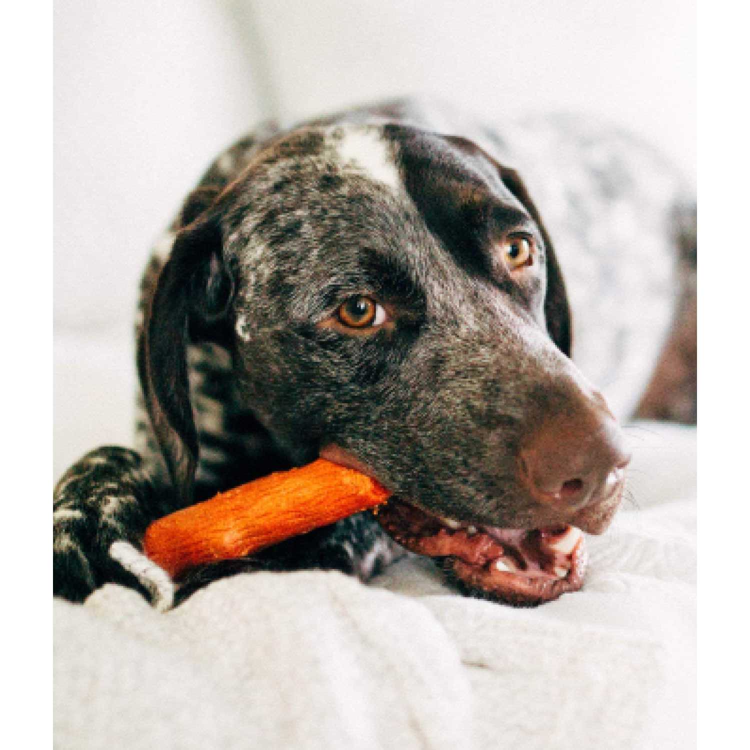 Petstages Medium Dogwood Calming Dog Chew Toy - Nail Gallerys