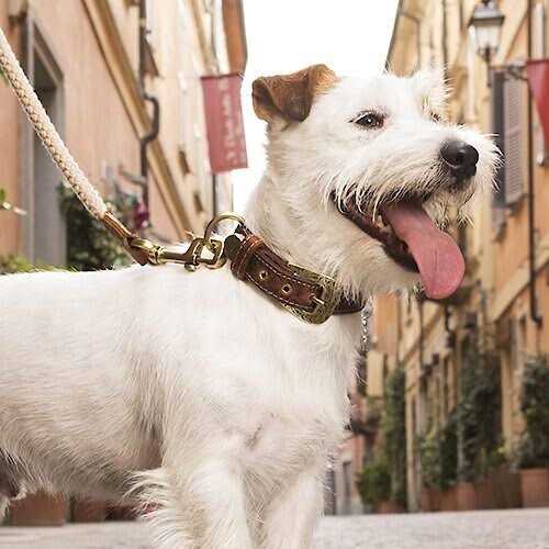 MyFamily El Paso Genuine Embossed Italian Leather Dog Collar - Nail Gallerys