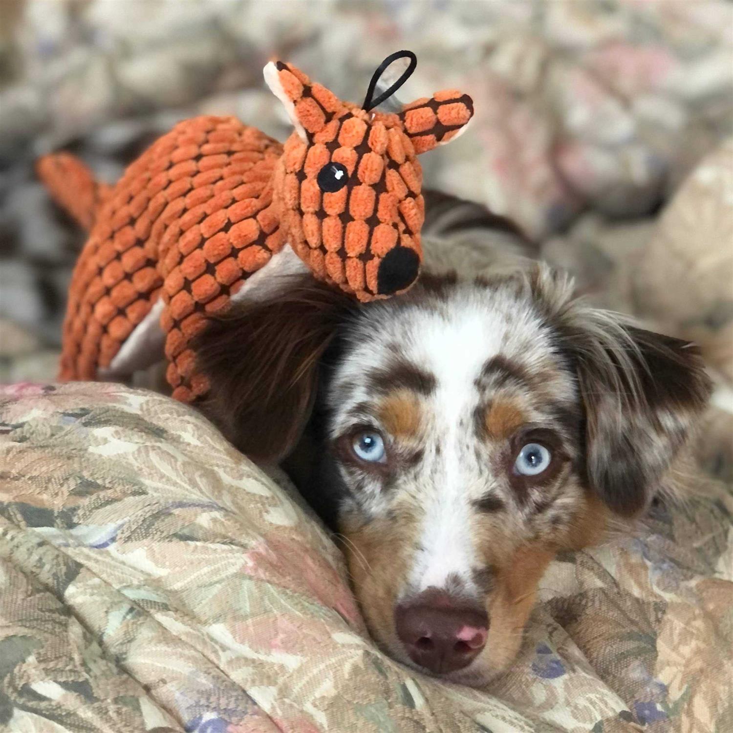 SmartPetLove Tender-Tuffs Big Shots Aussie Kangaroo Cuddly Pet Toy Stuffed Plush Dog Toy and Cute Squeaky Dog Toys for All Life Stages - Nail Gallerys