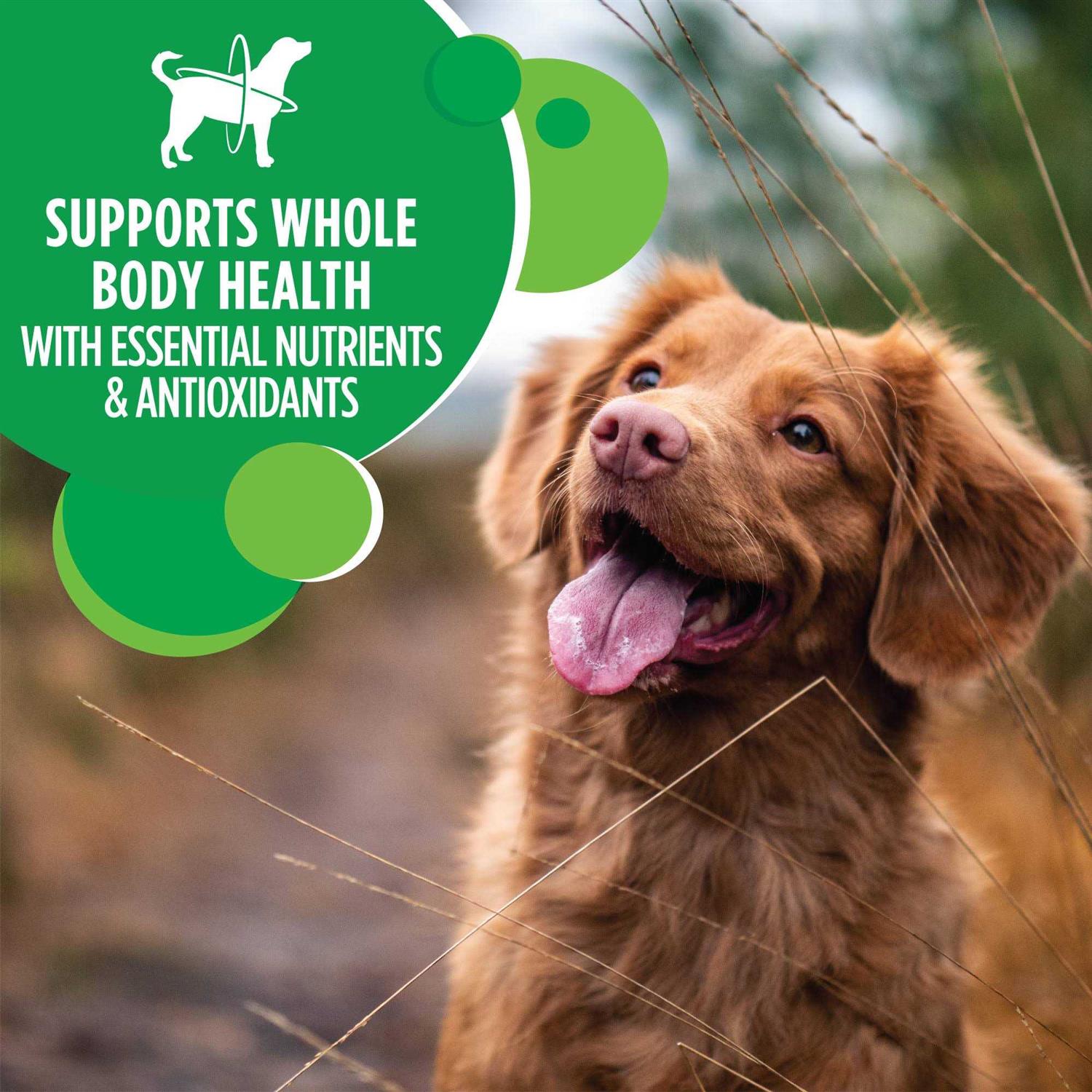 Iams Adult ProActive Health Minichunks Chicken Dry Dog Food - Nail Gallerys