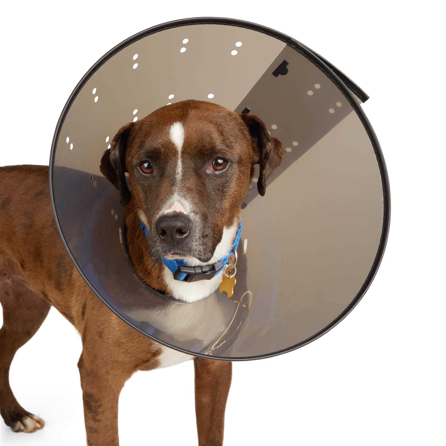 Well & Good Recovery Cone Collar - Nail Gallerys