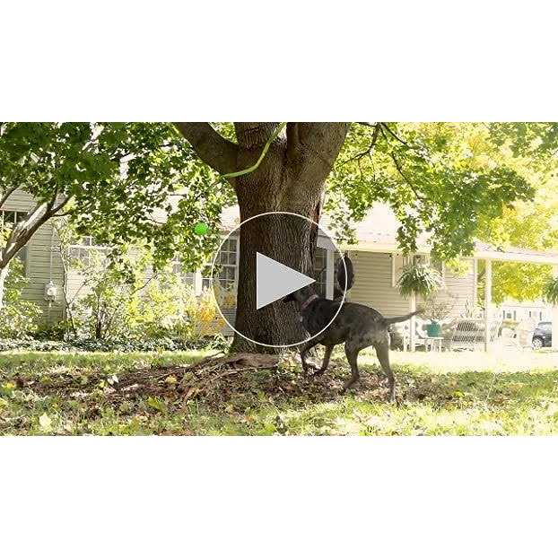 Jolly Pets Dog Toy Tree Tugger - Nail Gallerys