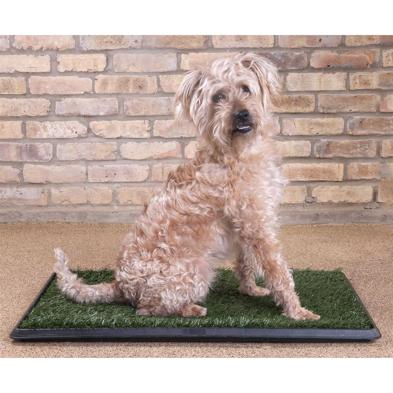 Downtown Pet Supply Dog Grass Pad with Tray, 20 x - Nail Gallerys