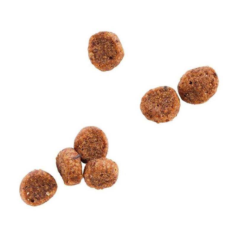 WholeHearted Grain Free Salmon Formula Dry Cat Food - Nail Gallerys