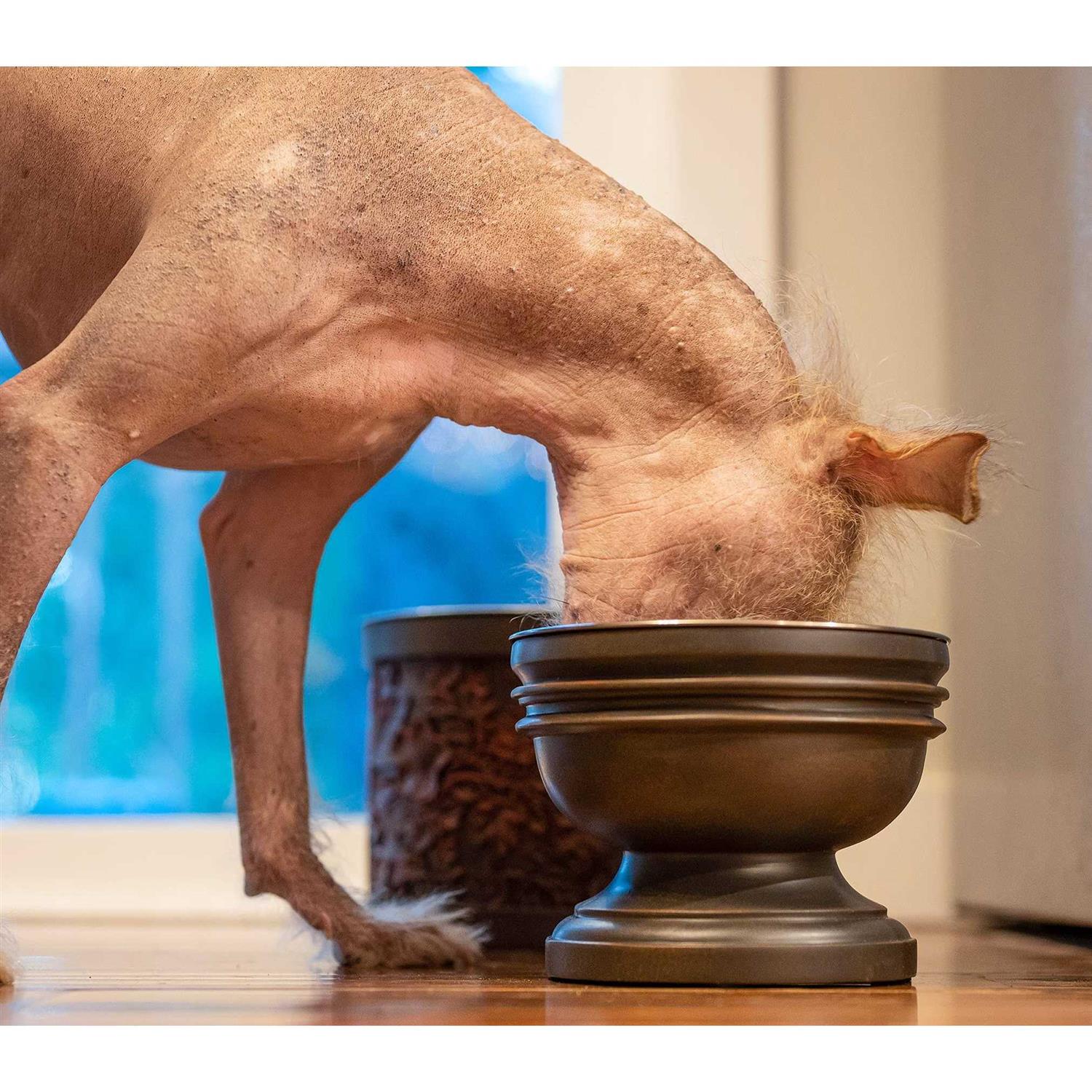 Pet Junkie Summit Elevated Dog Bowl for Food or Water - Nail Gallerys