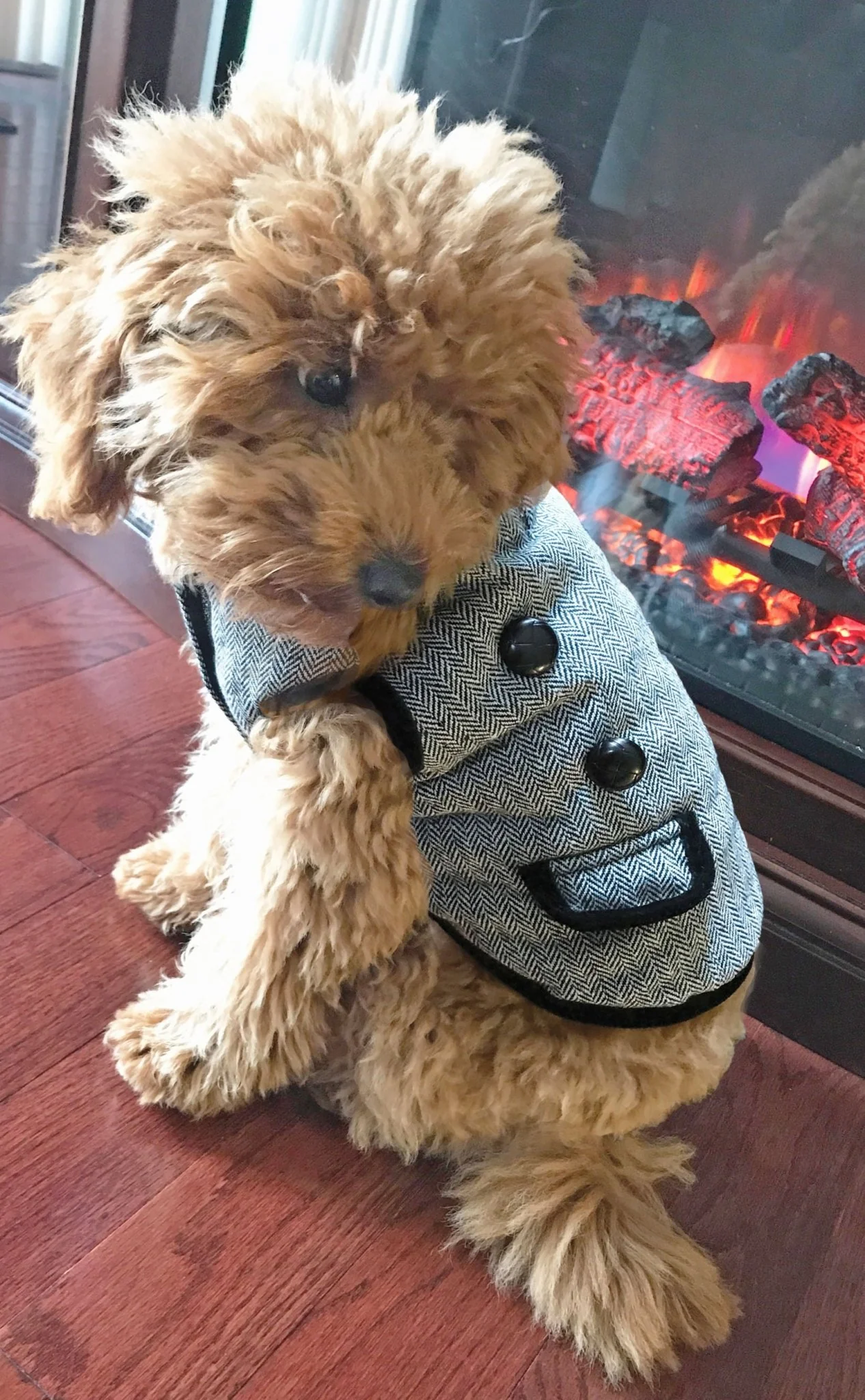 Classic Tweed Dog Coat, Black/White - Nail Gallerys