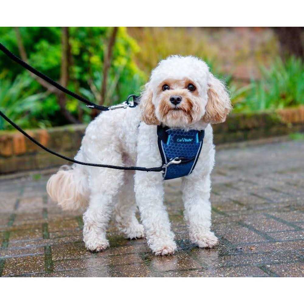 Carsafe Crash Tested Dog Harness - Nail Gallerys