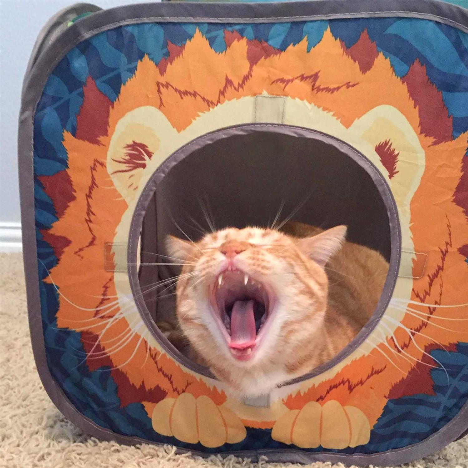 Kitty City Pop Open Jungle Combo,Collapsible Cat Cube - Nail Gallerys