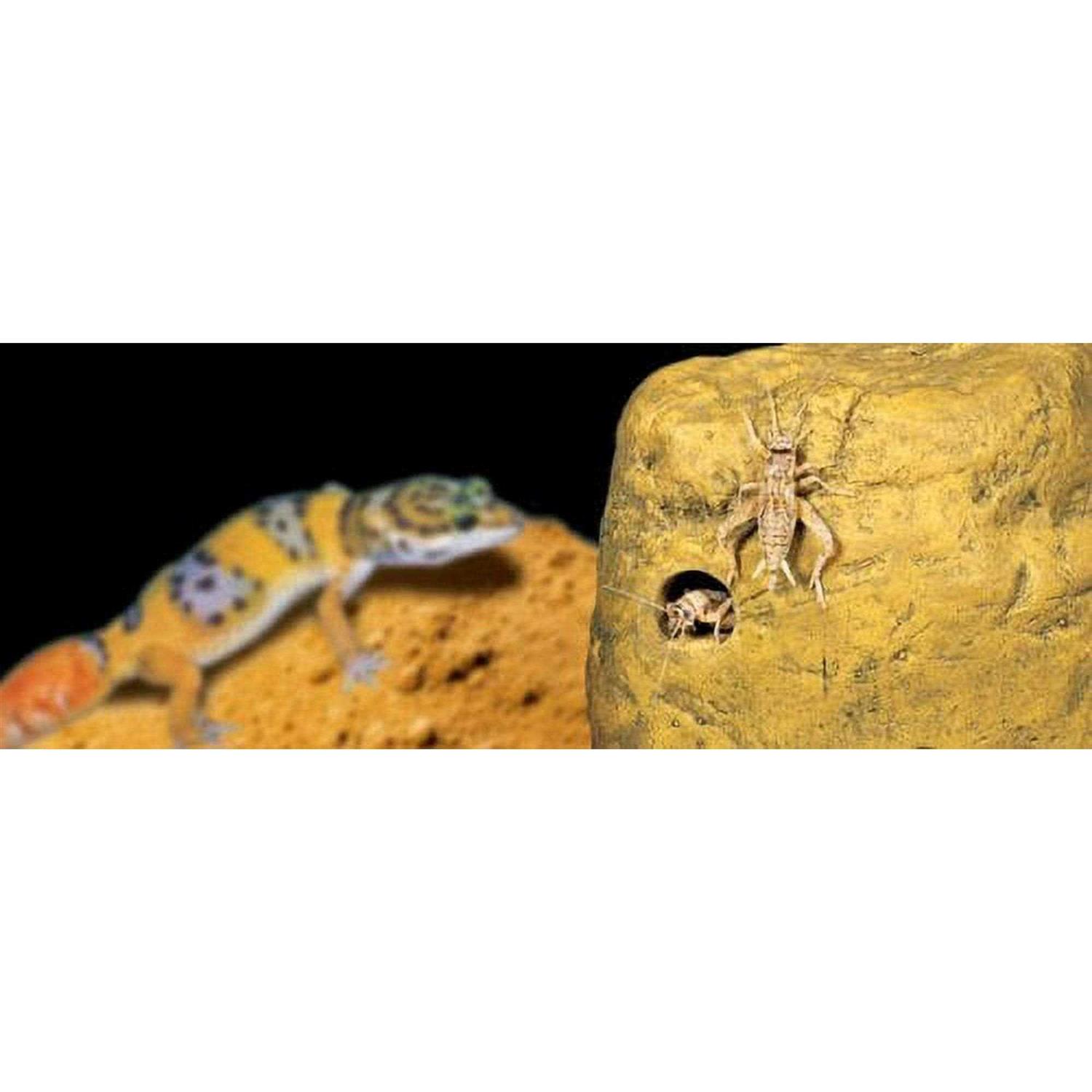 Exo Terra Feeding Rock Reptile Cricket Feeder - Nail Gallerys