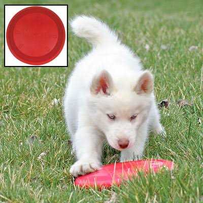 KONG Flyer Dog Toy - Nail Gallerys