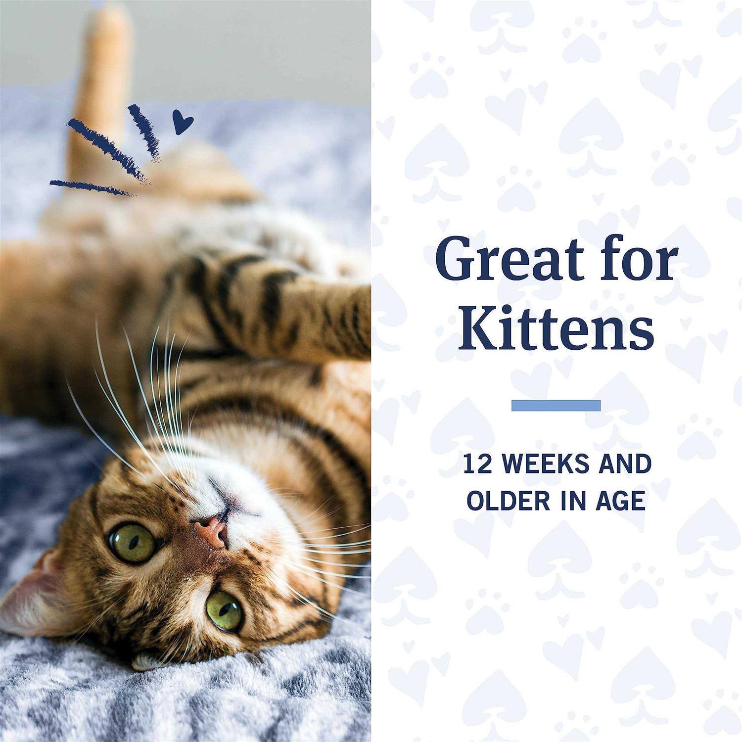 PetArmor Flea & Tick Shampoo for Cats Coconut Berry Scent - Nail Gallerys