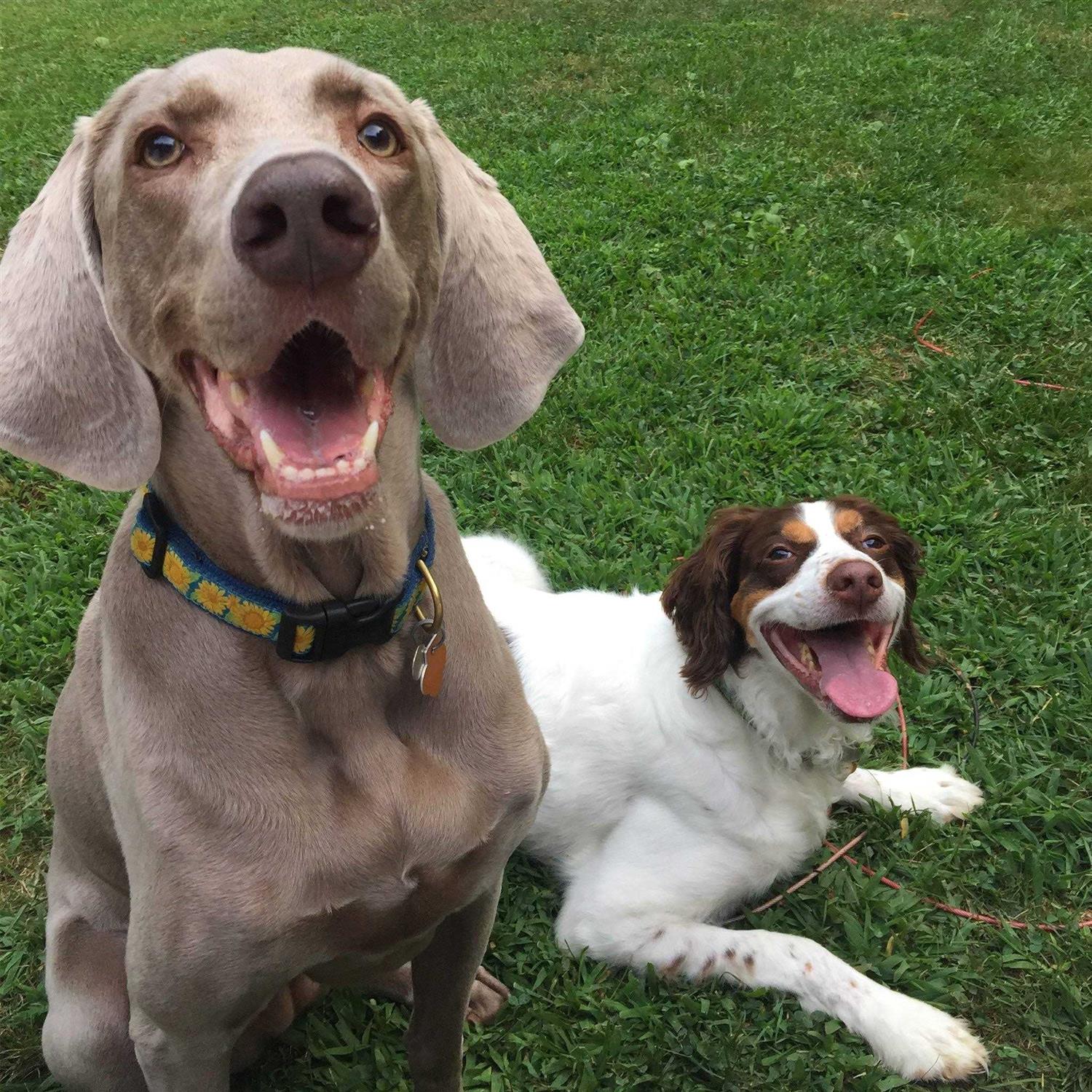 Bright Sunflower Dog Collar Up Country - Nail Gallerys