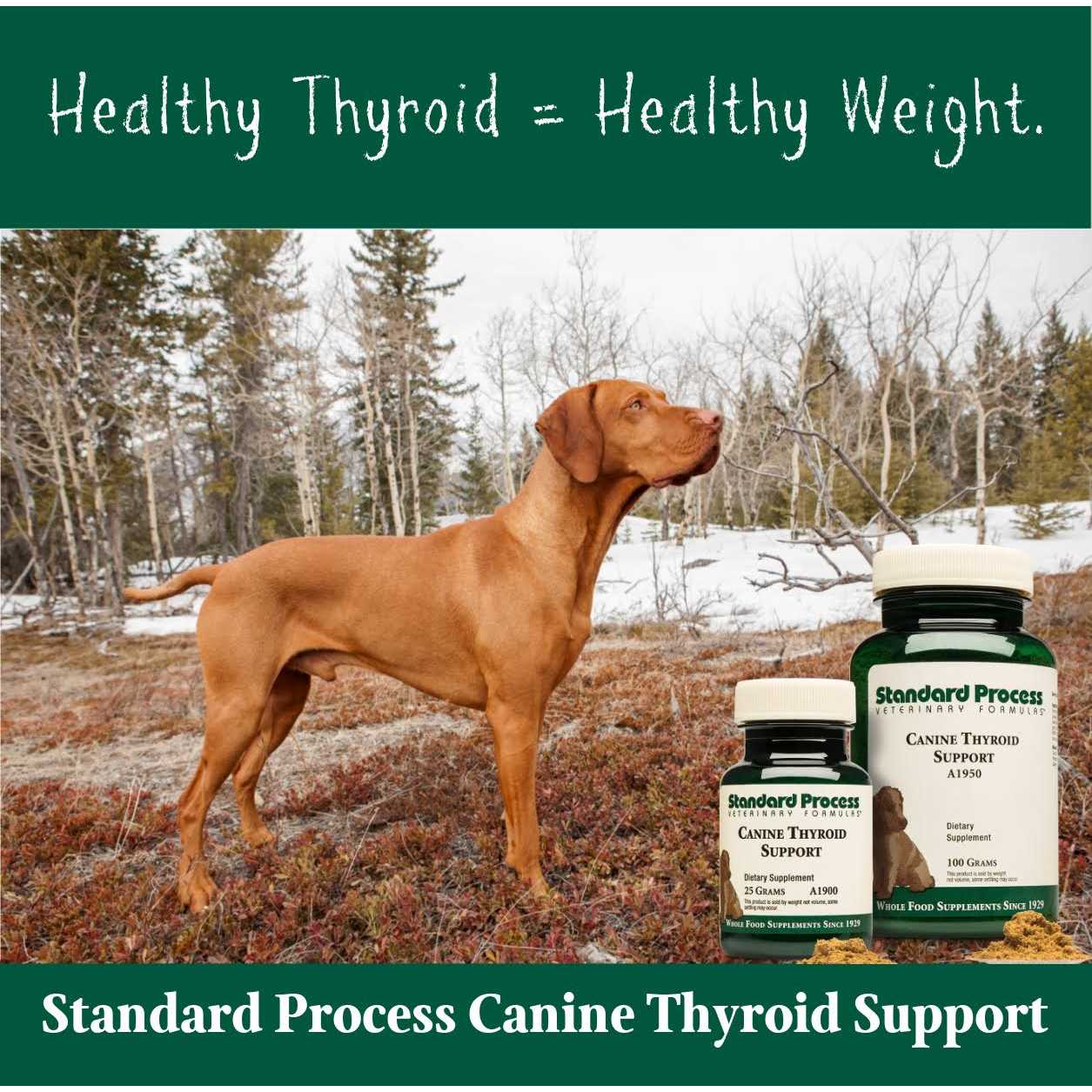 Canine Thyroid Support - Nail Gallerys