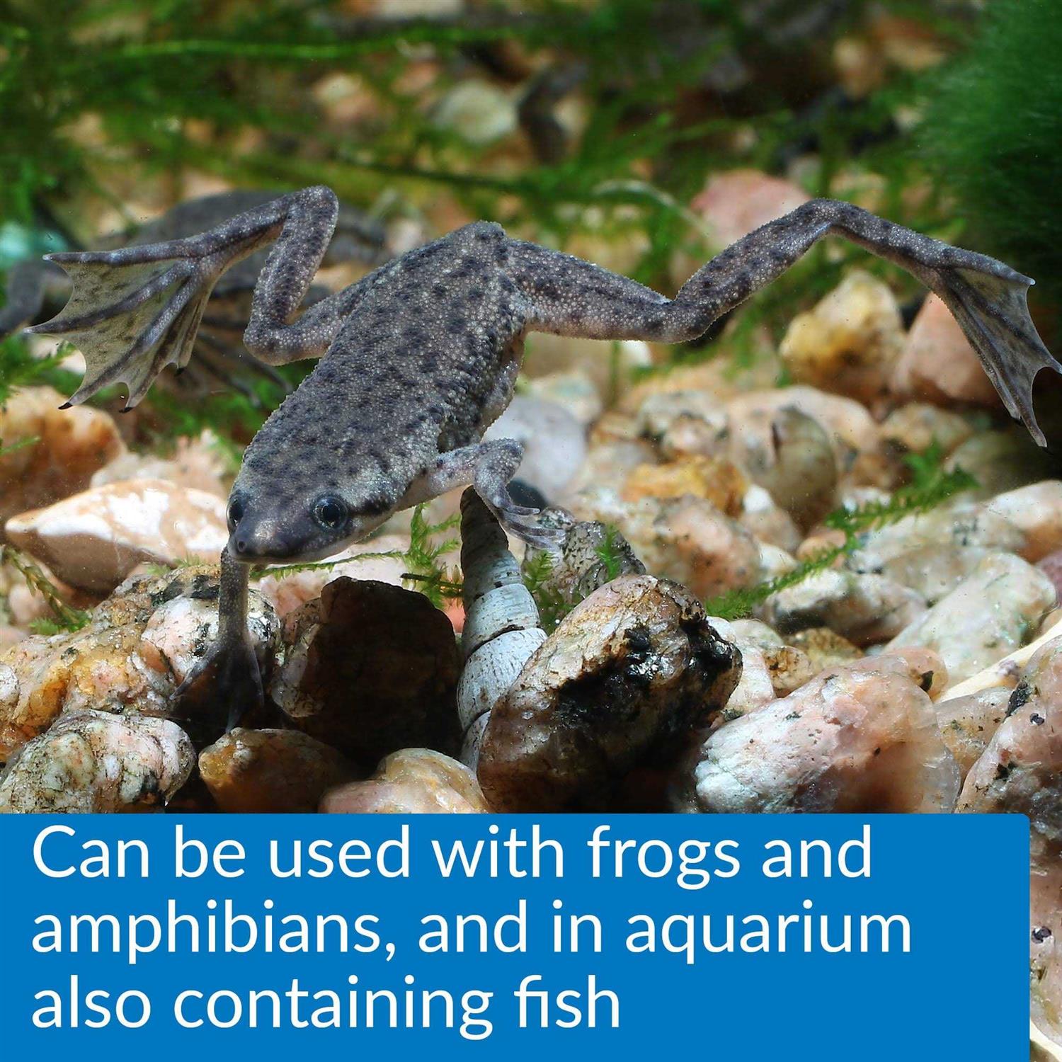 API Turtle Fix - Nail Gallerys