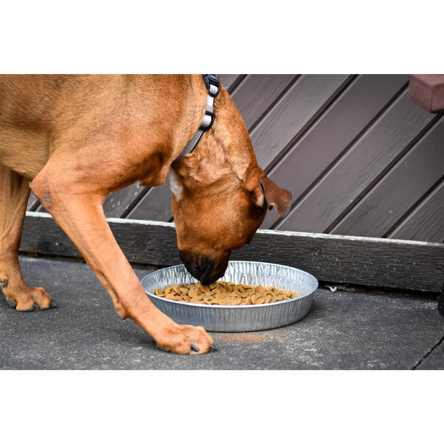 Bergan Galvanized Pet Pan 3 Quarts - Nail Gallerys