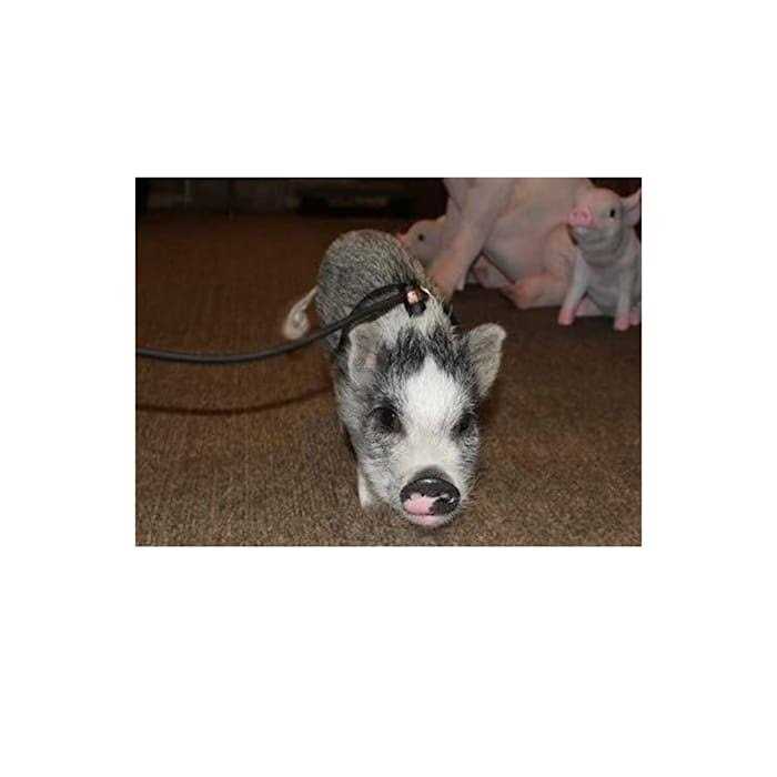 Piggy Poo and Crew Adjustable Mini Pig Harness and Leash - Nail Gallerys