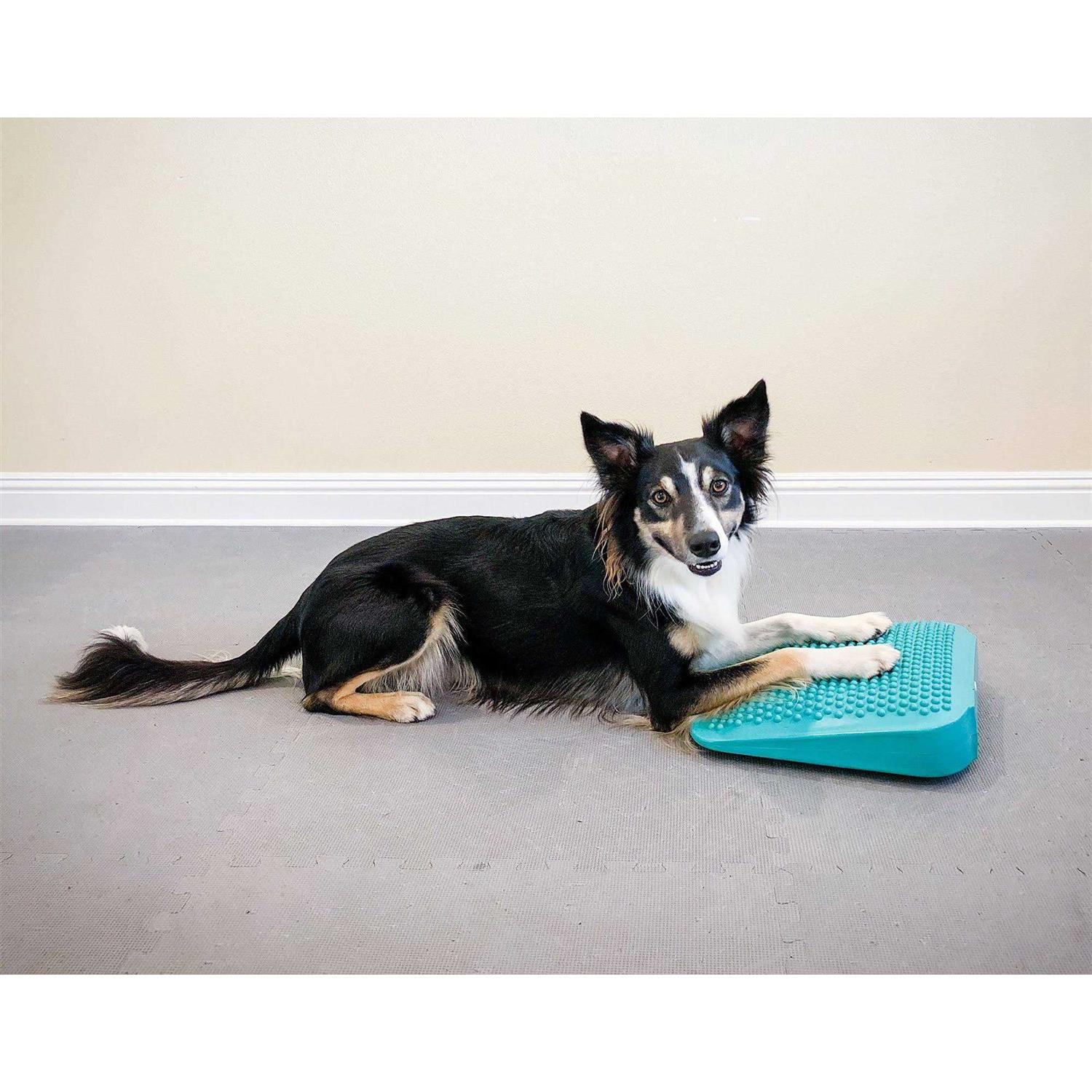 FitPAWS Ramp - Nail Gallerys