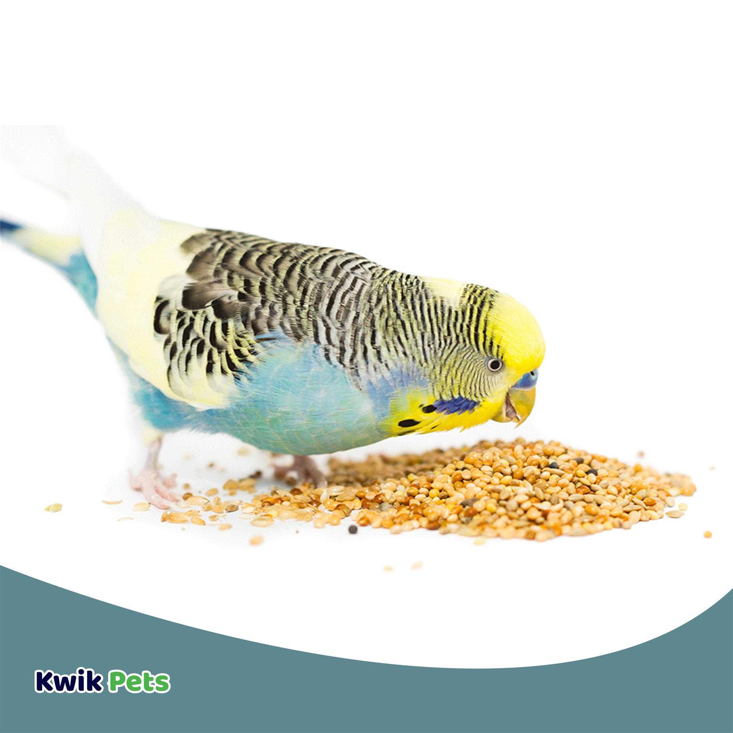 Volkman Avian Science Super Parakeet - Nail Gallerys