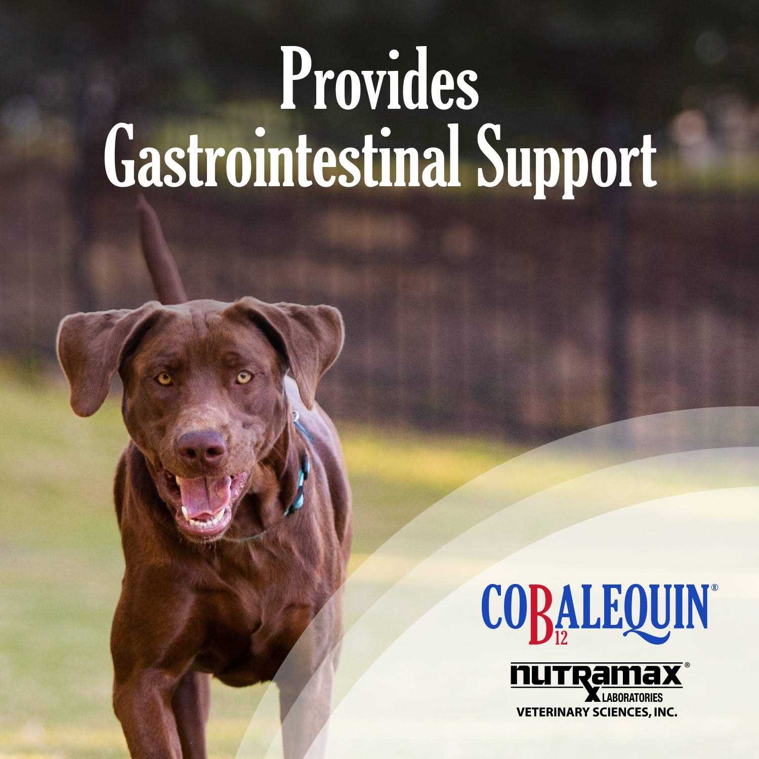 Nutramax Cobalequin B12 Supplement Dogs - Nail Gallerys
