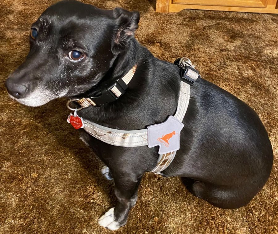 Doggy Tales Realtree Step In V Harness, Snow - Nail Gallerys