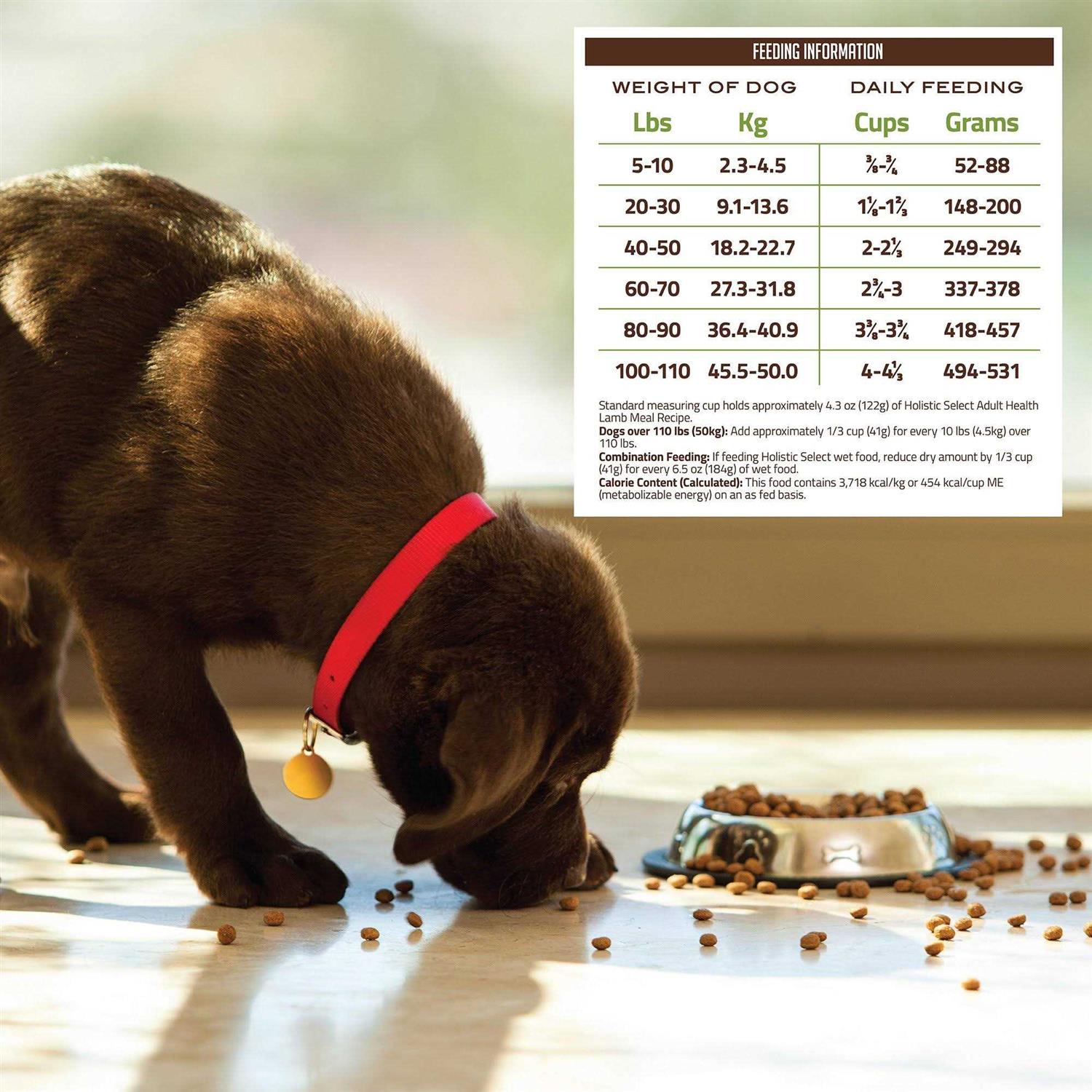 Holistic Select Adult Health Lamb Meal Recipe Dry Dog Food - Nail Gallerys