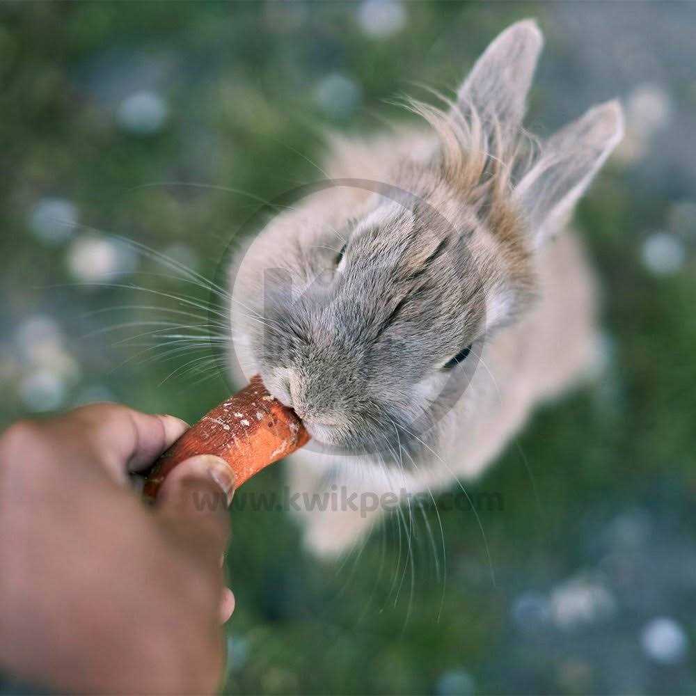 Kaytee Apple Orchard Sticks - Nail Gallerys