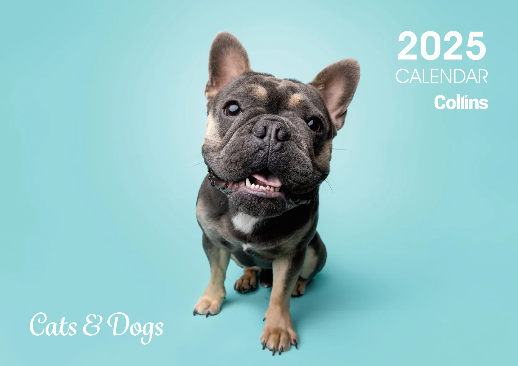 Collins A4 Cats & Dogs Wall Calendar - Nail Gallerys