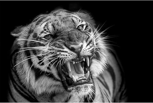 Vinyle Réfrigérateur Américain Tête de tigre rugissant Blanc et noir 91 x 179 cm Plusieurs dimensions - Nail Gallerys