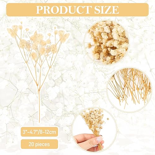Gypsophile séchée, 15 cm, fleurs séchées, gypsophile, fleurs séchées pour bricolage, décoration de mariage, bouquets de mariée, décoration d'intérieur, accessoires de cheveux - Nail Gallerys