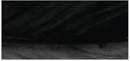 Rayher Lot de Plumes d’oie, multicolore, 8 pces., 16-20cm, arts créatifs, décorations, capteur de rêve, déguisement, masque, carnaval, théatre-85461576 - Nail Gallerys