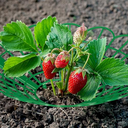 Relaxdays Supports pour Fraises, Set de 15, Protection Contre Les limaces, Plastique, évite la pourriture, Vert - Nail Gallerys