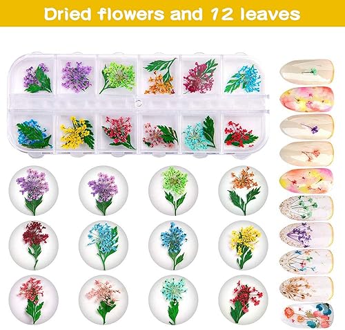 Fleurs Séchées pour Ongles – 2 Boîtes (36 Pièces) de Fleurs Séchées pour Travaux Manuels en Résine, Nail Art Séchées Fleurs Décoratives Ensemble Accessoires avec 1 Pince Courbée - Nail Gallerys