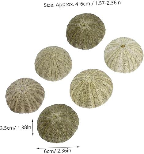 PRETYZOOM 6pièces Décoration Naturelle Coquilles Oursins Lot pour Plantes Aériennes pour Mariages Et Événements Décoratifs - Nail Gallerys
