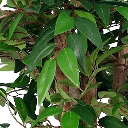 Leaf Ficus Artificiel Smilax de Luxe 90 cm - Nail Gallerys