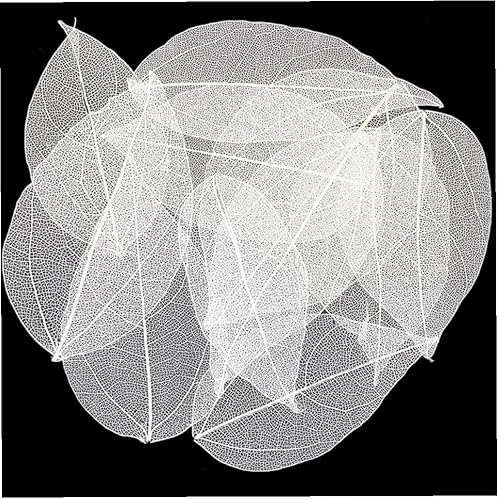 Danlai 36pcs Squelette Naturel Feuilles Sèches Scrapbooking DIY Matriculation Scrapbook Card Mariage Grandes Feuilles - Nail Gallerys