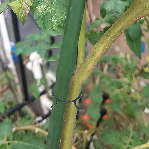 Contencinty Lot de 200 clips de fixation pour légumes, pinces pour plantes, plantes de jardin, clips de support de plantation - Nail Gallerys